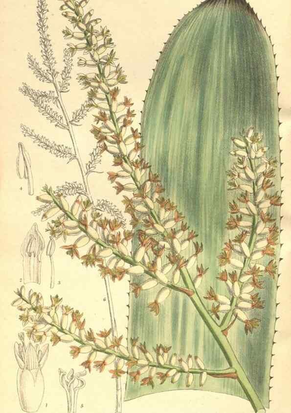 Reproducción/Reproduction 35803692662: Curtis's botanical magazine.. London ; New York [etc.] :Academic Press [etc.]