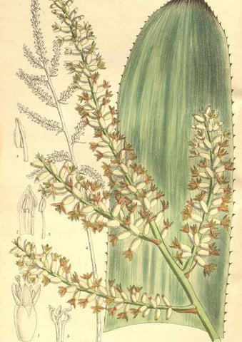Reproducción/Reproduction 35803692662: Curtis's botanical magazine.. London ; New York [etc.] :Academic Press [etc.]