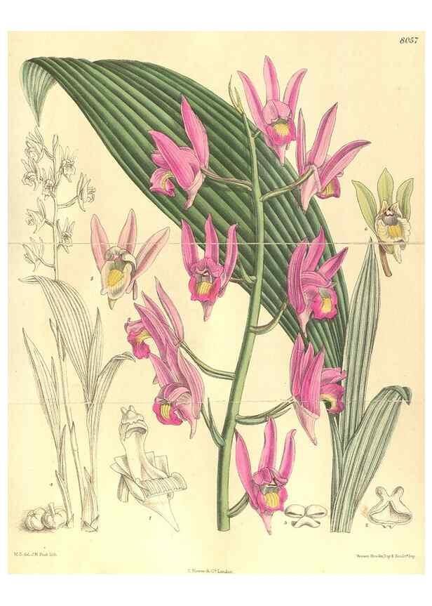 Reproducción/Reproduction 35803695302: Curtis's botanical magazine.. London ; New York [etc.] :Academic Press [etc.]