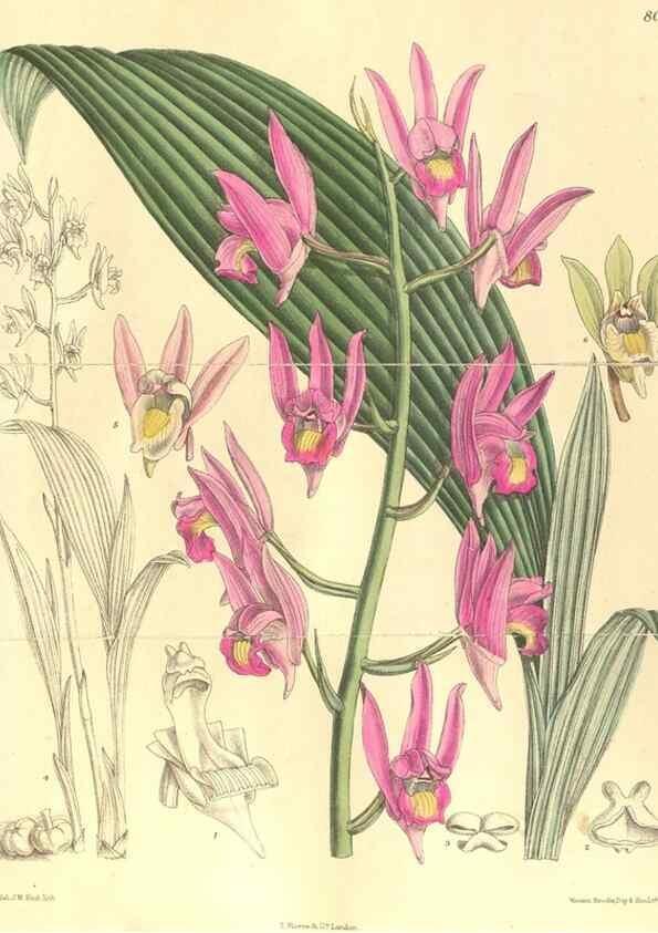 Reproducción/Reproduction 35803695302: Curtis's botanical magazine.. London ; New York [etc.] :Academic Press [etc.]