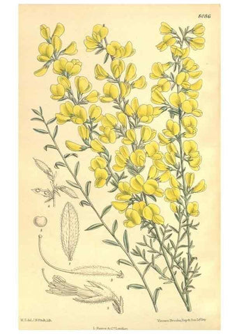 Reproducción/Reproduction 35974534515: Curtis's botanical magazine.. London ; New York [etc.] :Academic Press [etc.]