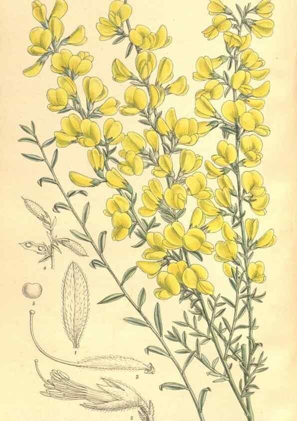 Reproducción/Reproduction 35974534515: Curtis's botanical magazine.. London ; New York [etc.] :Academic Press [etc.]
