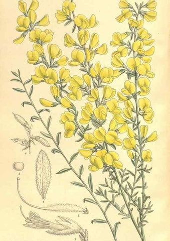 Reproducción/Reproduction 35974534515: Curtis's botanical magazine.. London ; New York [etc.] :Academic Press [etc.]