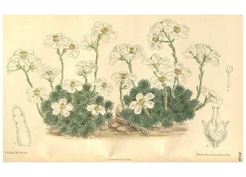 Reproducción/Reproduction 35803697192: Curtis's botanical magazine.. London ; New York [etc.] :Academic Press [etc.]