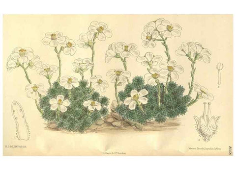 Reproducción/Reproduction 35803697192: Curtis's botanical magazine.. London ; New York [etc.] :Academic Press [etc.]