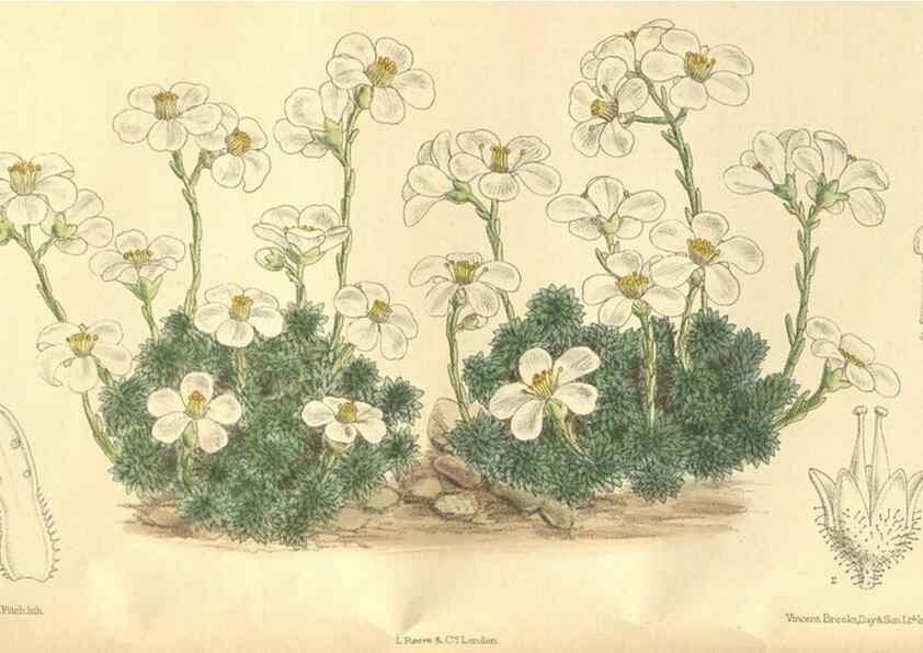 Reproducción/Reproduction 35803697192: Curtis's botanical magazine.. London ; New York [etc.] :Academic Press [etc.]