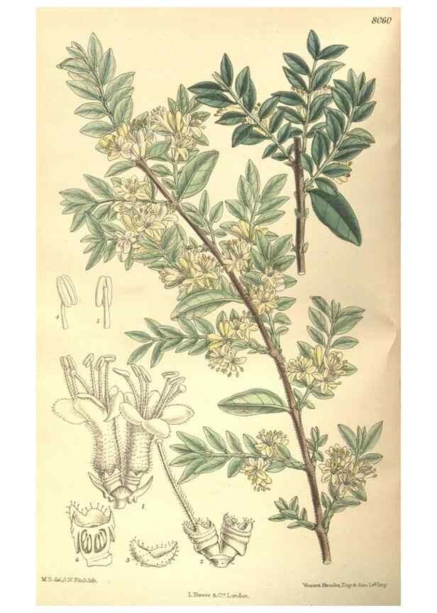 Reproducción/Reproduction 35933069356: Curtis's botanical magazine.. London ; New York [etc.] :Academic Press [etc.]