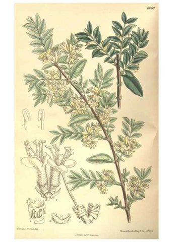 Reproducción/Reproduction 35933069356: Curtis's botanical magazine.. London ; New York [etc.] :Academic Press [etc.]