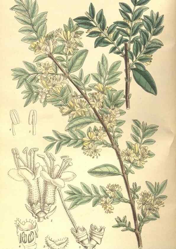 Reproducción/Reproduction 35933069356: Curtis's botanical magazine.. London ; New York [etc.] :Academic Press [etc.]