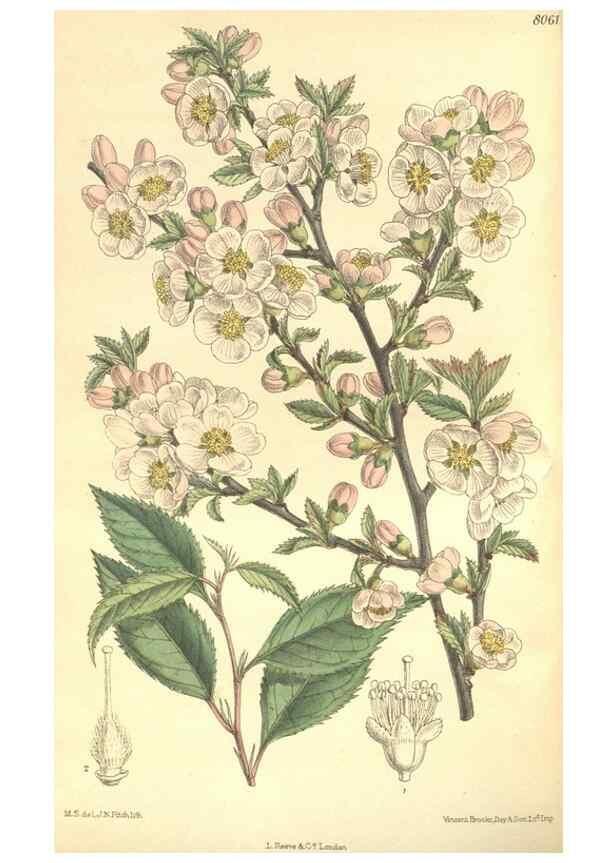 Reproducción/Reproduction 35933073046: Curtis's botanical magazine.. London ; New York [etc.] :Academic Press [etc.]