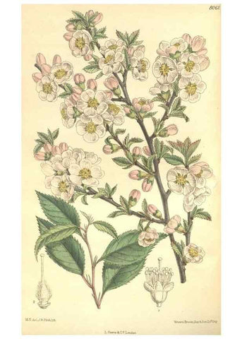 Reproducción/Reproduction 35933073046: Curtis's botanical magazine.. London ; New York [etc.] :Academic Press [etc.]