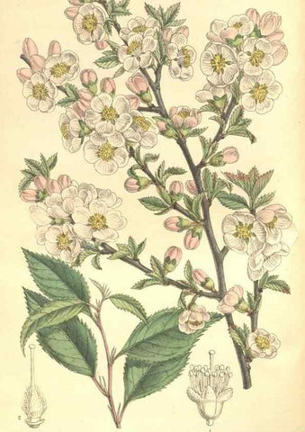 Reproducción/Reproduction 35933073046: Curtis's botanical magazine.. London ; New York [etc.] :Academic Press [etc.]