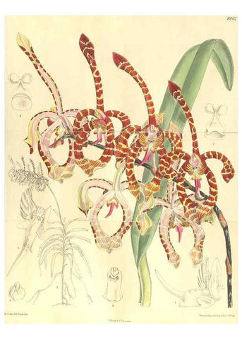 Reproducción/Reproduction 35933074906: Curtis's botanical magazine.. London ; New York [etc.] :Academic Press [etc.]