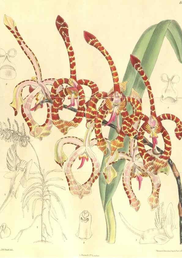 Reproducción/Reproduction 35933074906: Curtis's botanical magazine.. London ; New York [etc.] :Academic Press [etc.]
