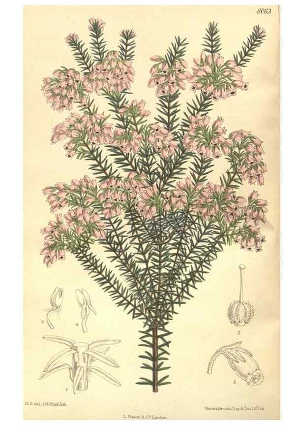 Reproducción/Reproduction 35585426470: Curtis's botanical magazine.. London ; New York [etc.] :Academic Press [etc.]