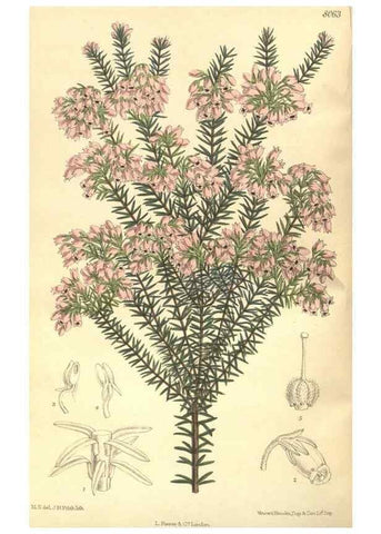 Reproducción/Reproduction 35585426470: Curtis's botanical magazine.. London ; New York [etc.] :Academic Press [etc.]