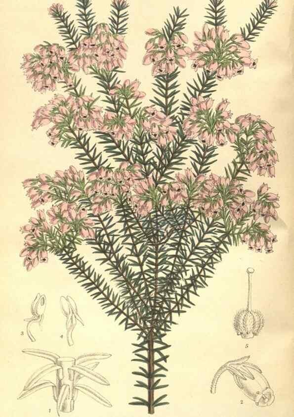 Reproducción/Reproduction 35585426470: Curtis's botanical magazine.. London ; New York [etc.] :Academic Press [etc.]