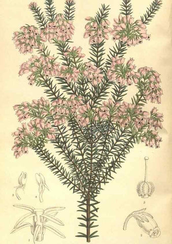 Reproducción/Reproduction 35585426470: Curtis's botanical magazine.. London ; New York [etc.] :Academic Press [etc.]