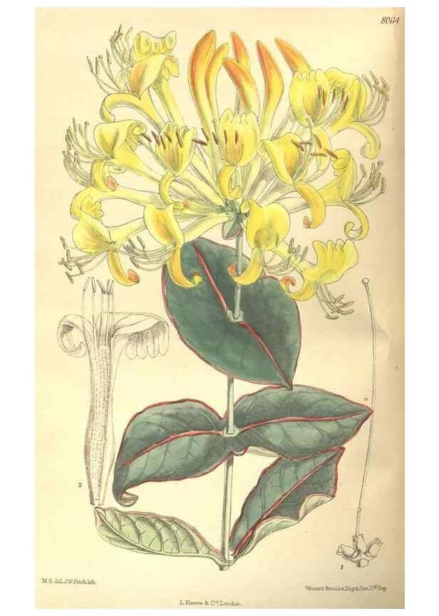 Reproducción/Reproduction 35585429270: Curtis's botanical magazine.. London ; New York [etc.] :Academic Press [etc.]
