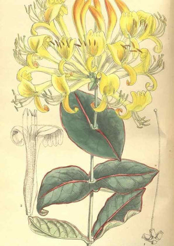 Reproducción/Reproduction 35585429270: Curtis's botanical magazine.. London ; New York [etc.] :Academic Press [etc.]
