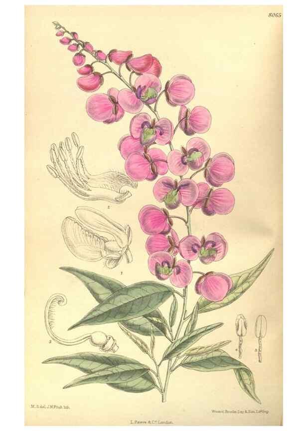 Reproducción/Reproduction 35585431970: Curtis's botanical magazine.. London ; New York [etc.] :Academic Press [etc.]