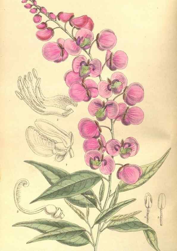 Reproducción/Reproduction 35585431970: Curtis's botanical magazine.. London ; New York [etc.] :Academic Press [etc.]