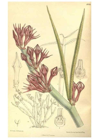 Reproducción/Reproduction 35585434690: Curtis's botanical magazine.. London ; New York [etc.] :Academic Press [etc.]