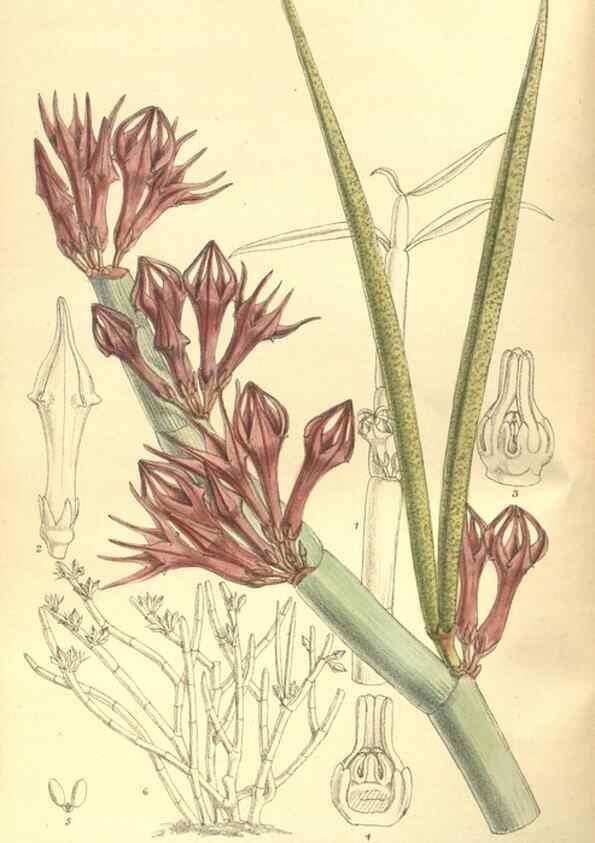 Reproducción/Reproduction 35585434690: Curtis's botanical magazine.. London ; New York [etc.] :Academic Press [etc.]