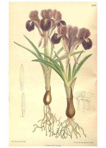 Reproducción/Reproduction 35585411470: Curtis's botanical magazine.. London ; New York [etc.] :Academic Press [etc.]