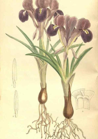 Reproducción/Reproduction 35585411470: Curtis's botanical magazine.. London ; New York [etc.] :Academic Press [etc.]