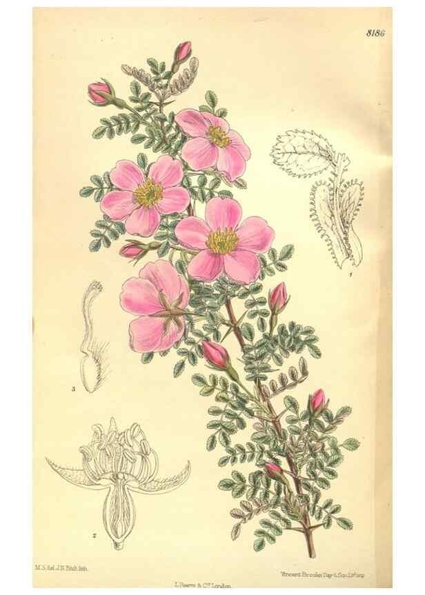 Reproducción/Reproduction 36055578085: Curtis's botanical magazine.. London ; New York [etc.] :Academic Press [etc.]