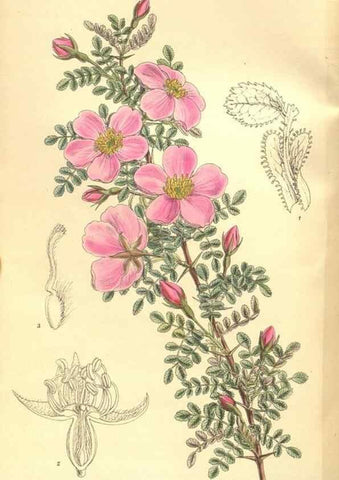 Reproducción/Reproduction 36055578085: Curtis's botanical magazine.. London ; New York [etc.] :Academic Press [etc.]