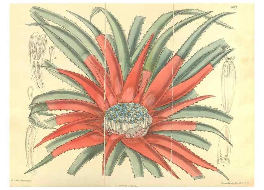 Reproducción/Reproduction 35134653424: Curtis's botanical magazine.. London ; New York [etc.] :Academic Press [etc.]