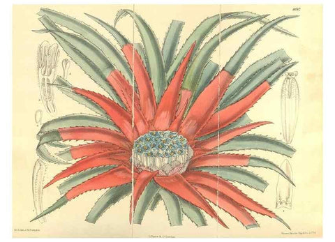 Reproducción/Reproduction 35134653424: Curtis's botanical magazine.. London ; New York [etc.] :Academic Press [etc.]