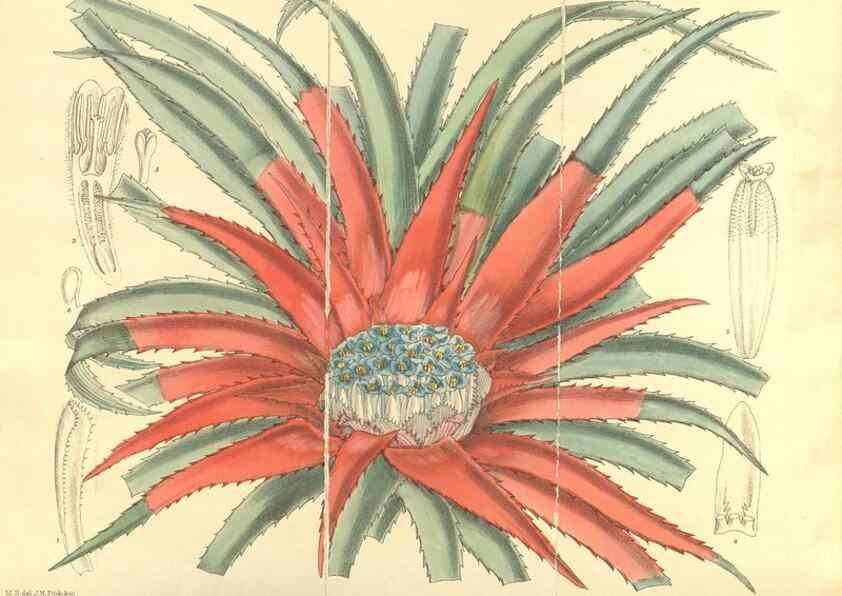 Reproducción/Reproduction 35134653424: Curtis's botanical magazine.. London ; New York [etc.] :Academic Press [etc.]