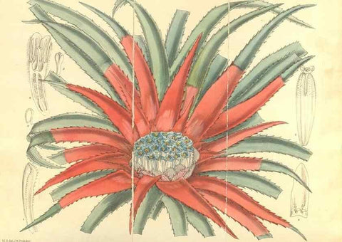 Reproducción/Reproduction 35134653424: Curtis's botanical magazine.. London ; New York [etc.] :Academic Press [etc.]