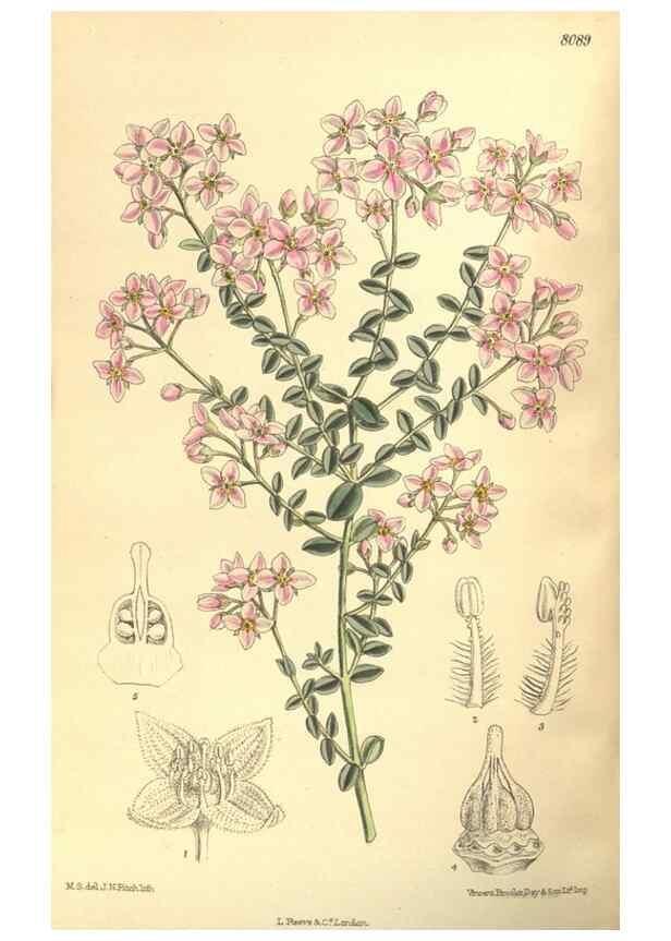 Reproducción/Reproduction 35134656994: Curtis's botanical magazine.. London ; New York [etc.] :Academic Press [etc.]