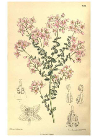 Reproducción/Reproduction 35134656994: Curtis's botanical magazine.. London ; New York [etc.] :Academic Press [etc.]