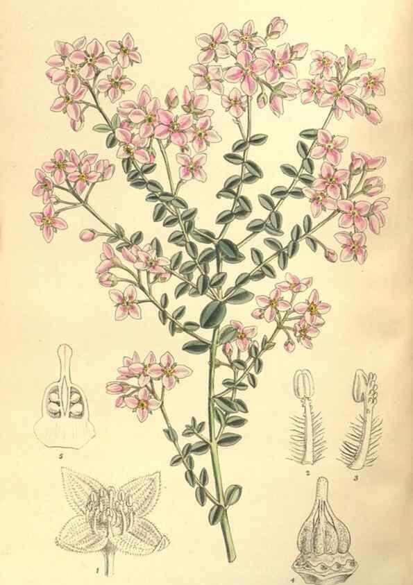 Reproducción/Reproduction 35134656994: Curtis's botanical magazine.. London ; New York [etc.] :Academic Press [etc.]