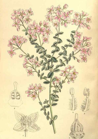 Reproducción/Reproduction 35134656994: Curtis's botanical magazine.. London ; New York [etc.] :Academic Press [etc.]