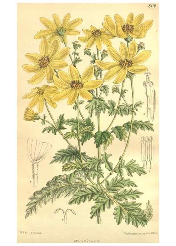 Reproducción/Reproduction 35134690914: Curtis's botanical magazine.. London ; New York [etc.] :Academic Press [etc.]