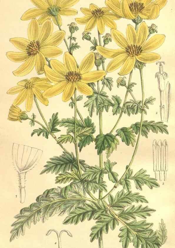 Reproducción/Reproduction 35134690914: Curtis's botanical magazine.. London ; New York [etc.] :Academic Press [etc.]