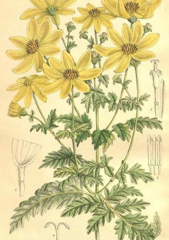 Reproducción/Reproduction 35134690914: Curtis's botanical magazine.. London ; New York [etc.] :Academic Press [etc.]