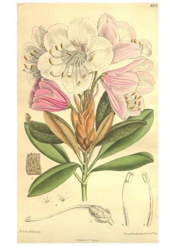 Reproducción/Reproduction 35134692664: Curtis's botanical magazine.. London ; New York [etc.] :Academic Press [etc.]