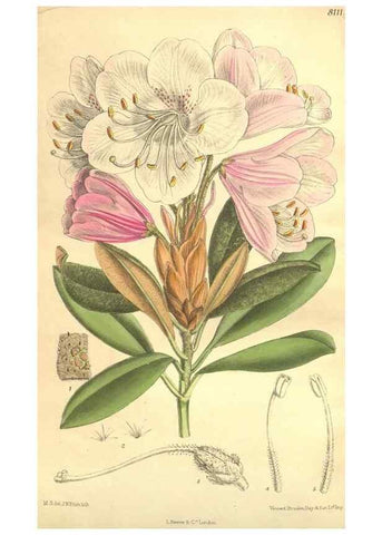 Reproducción/Reproduction 35134692664: Curtis's botanical magazine.. London ; New York [etc.] :Academic Press [etc.]