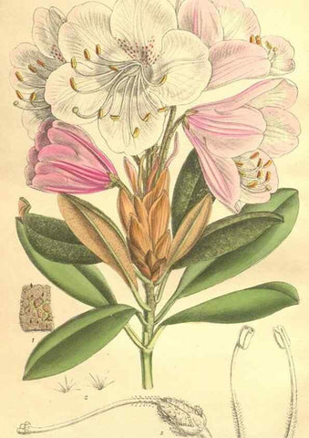 Reproducción/Reproduction 35134692664: Curtis's botanical magazine.. London ; New York [etc.] :Academic Press [etc.]