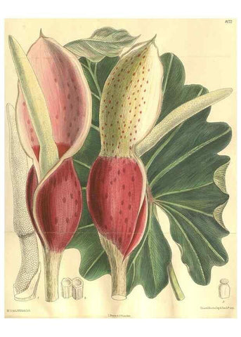 Reproducción/Reproduction 35921661581: Curtis's botanical magazine.. London ; New York [etc.] :Academic Press [etc.]