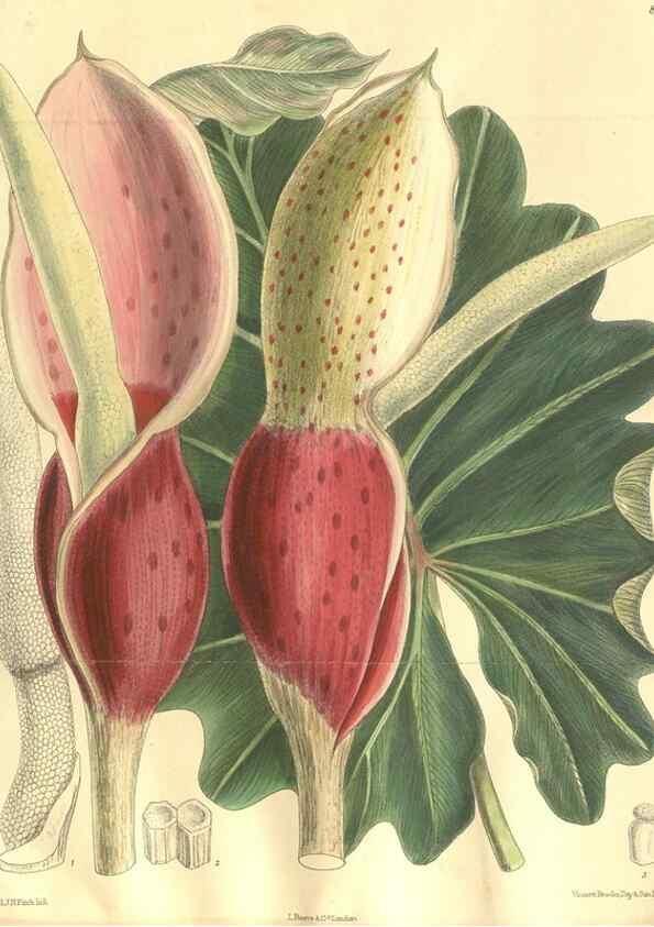 Reproducción/Reproduction 35921661581: Curtis's botanical magazine.. London ; New York [etc.] :Academic Press [etc.]