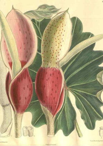 Reproducción/Reproduction 35921661581: Curtis's botanical magazine.. London ; New York [etc.] :Academic Press [etc.]