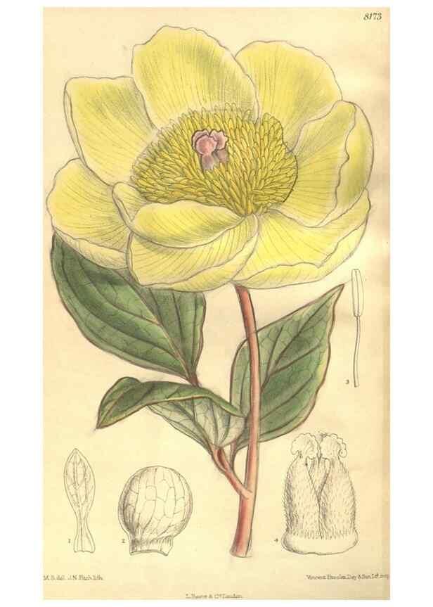 Reproducción/Reproduction 35216038774: Curtis's botanical magazine.. London ; New York [etc.] :Academic Press [etc.]